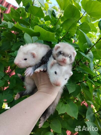 Хорек. Доставка. Ветпаспорт