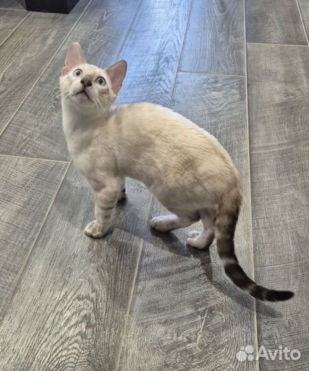 Бенгальские котята серебро