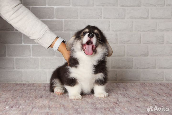 Щенки Корги