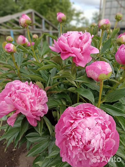 Пионы саженцы розовые