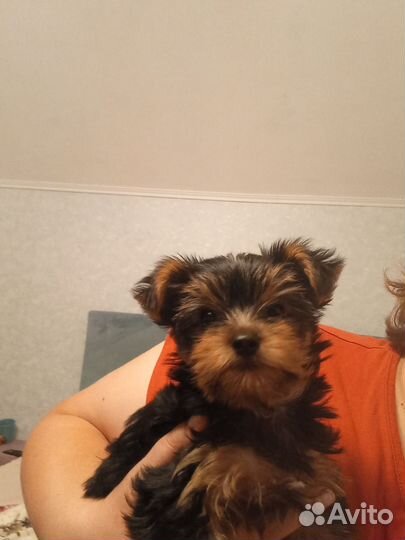 Йоркширский терьер