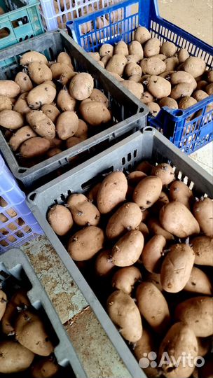 Картошка семенная, картошка на посадку