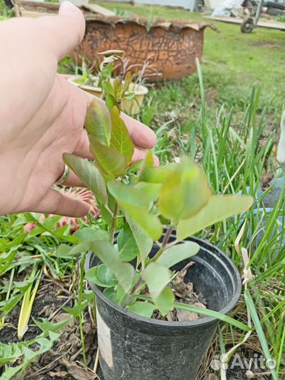 Садовые растения