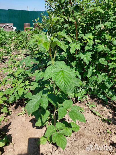 Малина саженцы