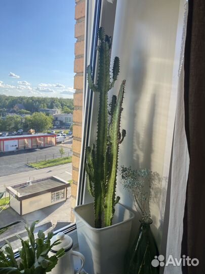 Молочай Эуфорбия