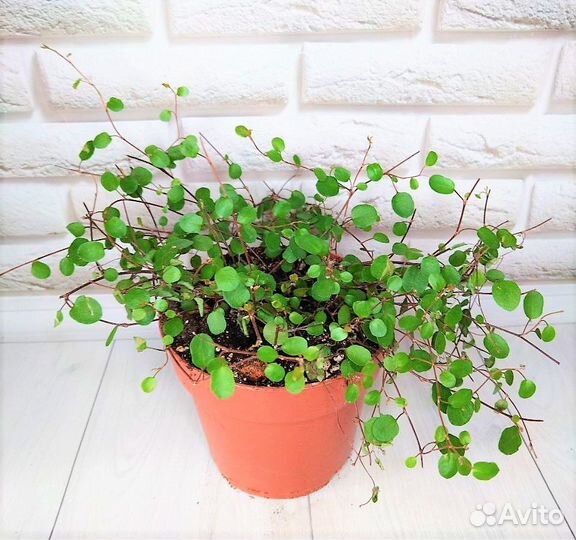 Мюленбекия