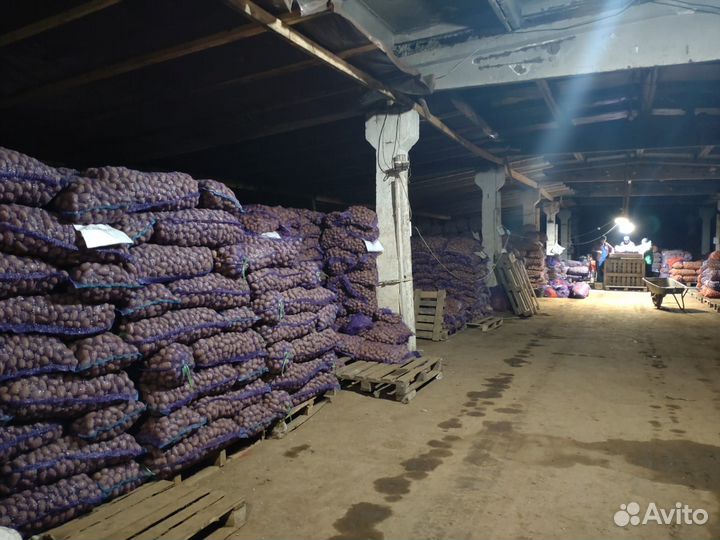 Семенной картофель розница и опт от производителя