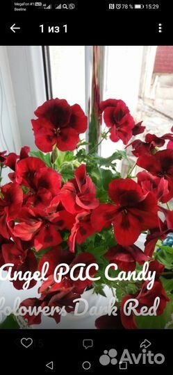 Пеларгония тюльпановидная