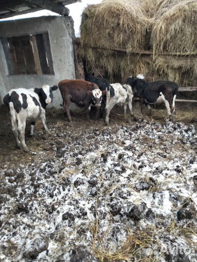 Продам бычков