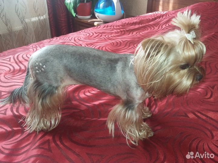 Стрижка собак и кошек