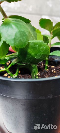 Каланхоэ каландива красный