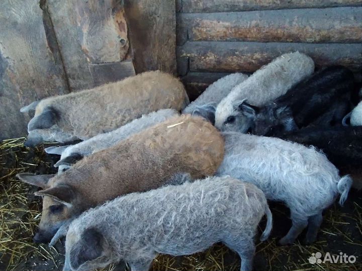 Чистопородные поросята Венгерской Мангалицы