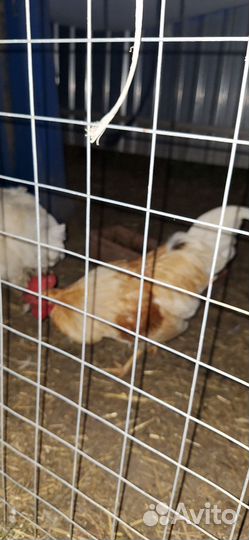 Продам петухов