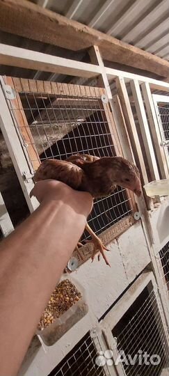 Бойцовая птица