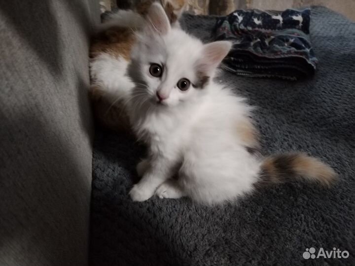 Кошечка 1,5 месяца