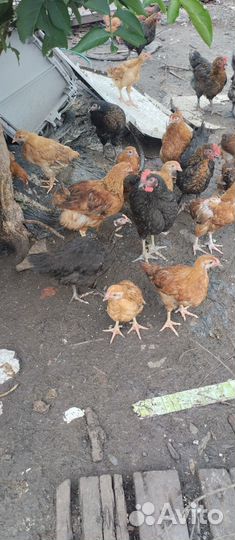 Куры молодки, адлерские