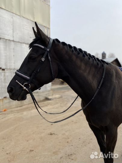 Лошадь кобыла на продажу