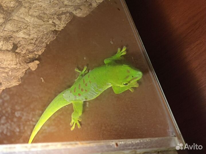 Геккон с террариумом