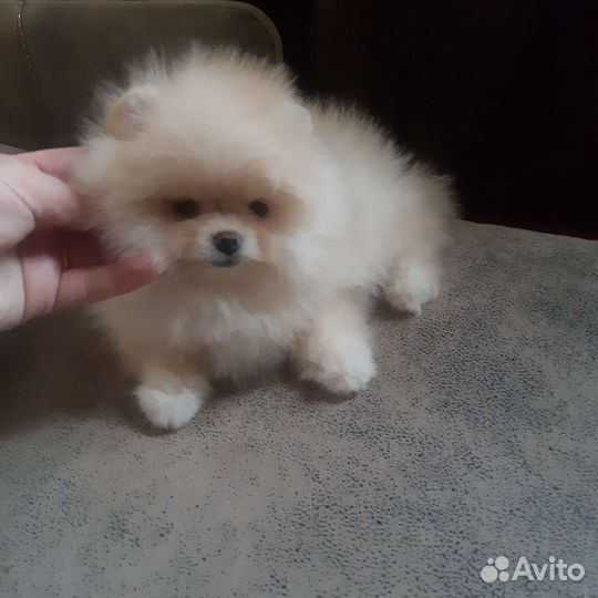 Мишки малышки