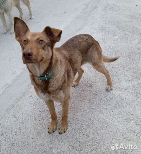 Собака в добрые руки