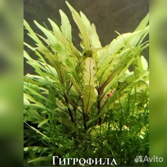 Мхи. Растения