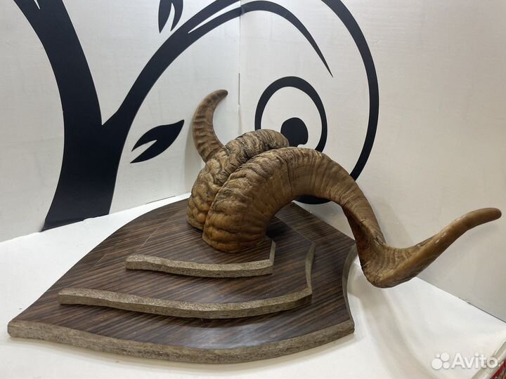 Рога горного козла витые