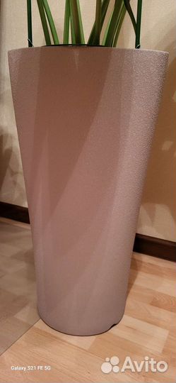 Эухарис амазонская лилия