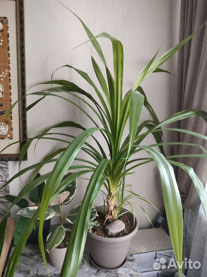 Пальма винтовая панданус