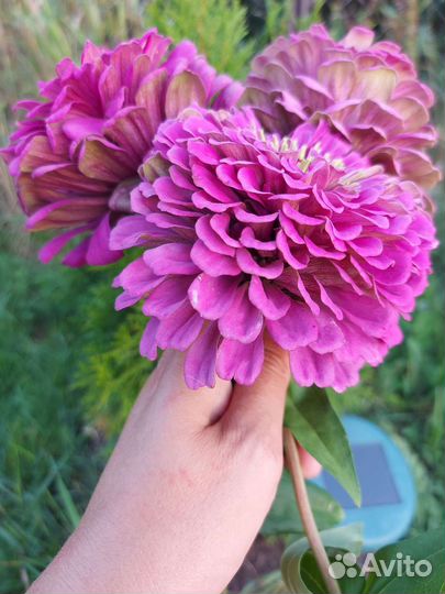 Семена циния сорт 