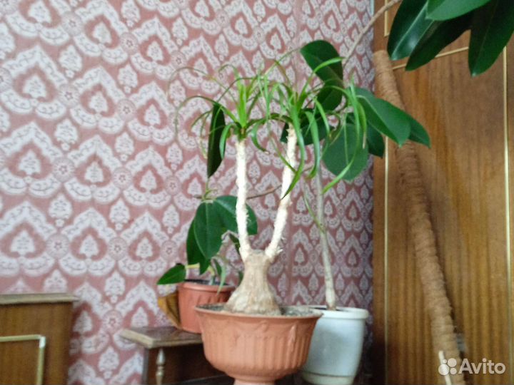 Комнатные растения