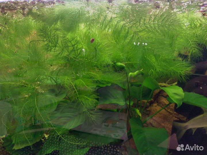 Роголистник