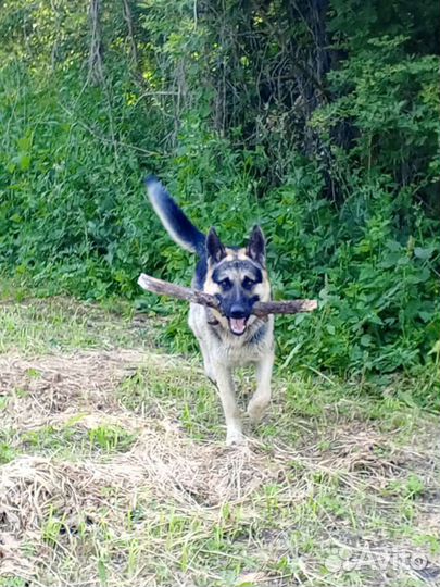 Вязка кобель Восточноевропейская овчарка