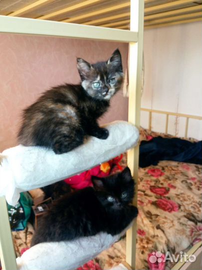 Британская