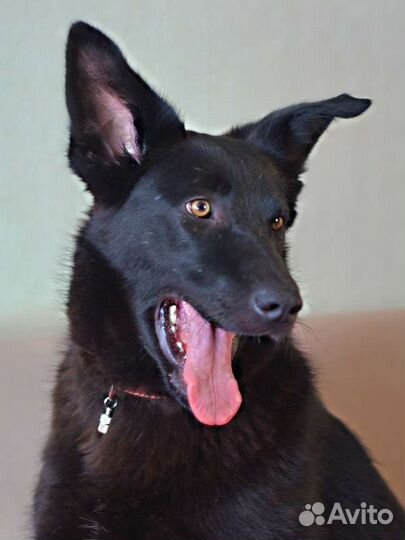Метис немецкой овчарки в добрые руки