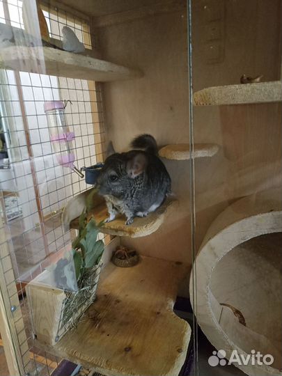 Шиншилла с витриной