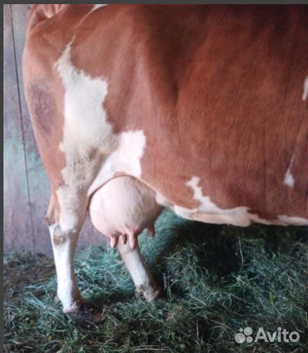 Дойная корова симментальской породы