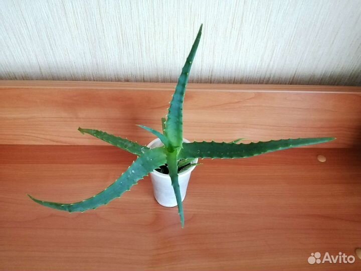 Алоэ лечебный отросток