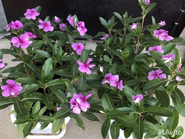 Катарантус