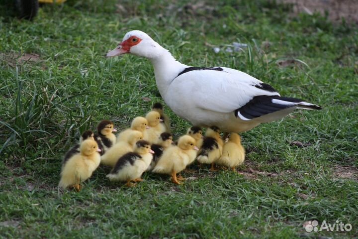 Продаются индоутки