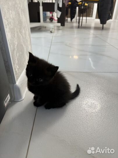 Котик