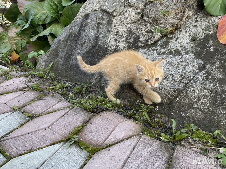 Котята курильский бобтейл