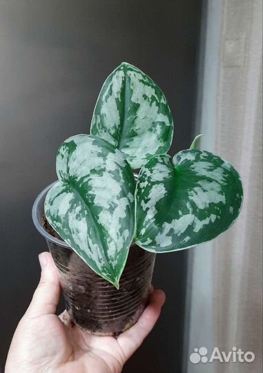 Аглаонема и др.Обновлен 28.06