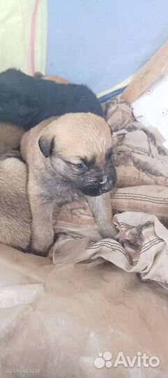 Отдам бесплатно