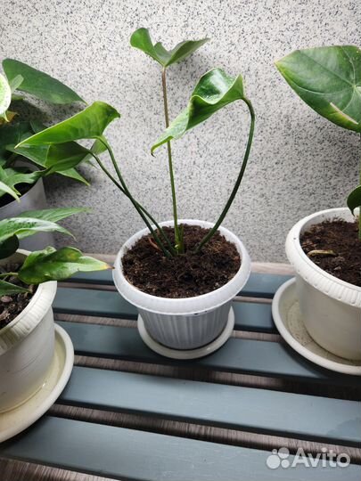 Антуриум jaguar грин