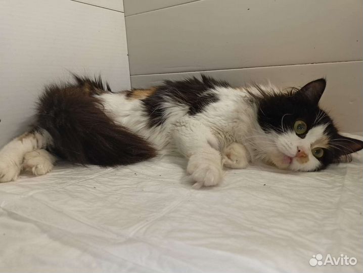 Молодая трехцветная кошечка