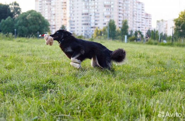 Ищет дом чудесная Тэя