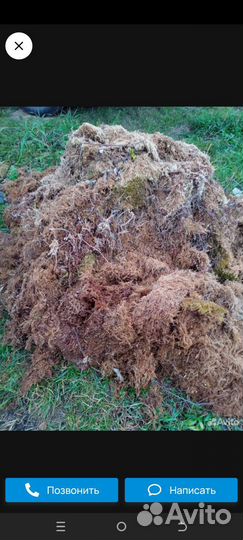 Мох болотный