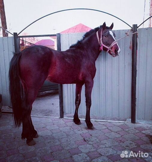 Жеребец иноходец 3 года