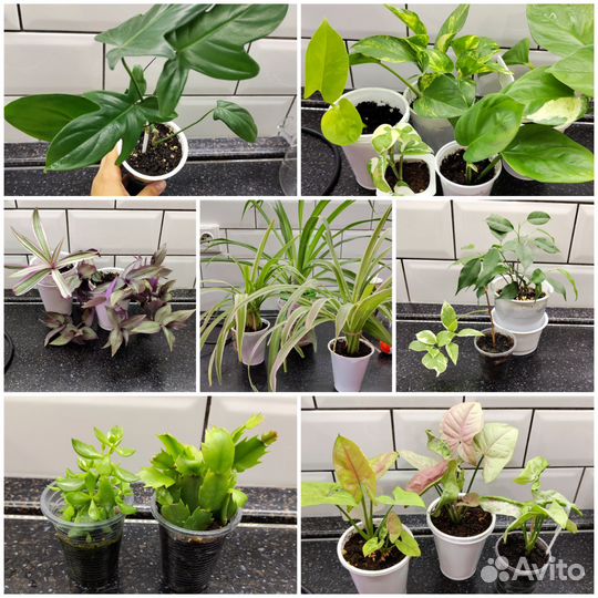 Комнатные растения цветы