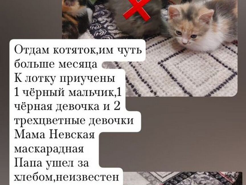 Раздаю котят,бесплатно